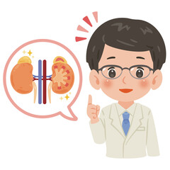 健康な腎臓と白衣を着た男性医師　上半身イラスト／Healthy Kidney with Male Doctor in White Coat　upper body illustration