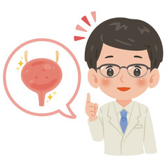 健康な膀胱と白衣を着た男性医師　上半身イラスト／Healthy Bladder with Male Doctor in White Coat　upper body illustration