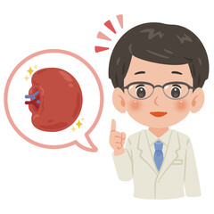 健康な脾臓と白衣を着た男性医師　上半身イラスト／Healthy Spleen with Male Doctor in White Coat　upper body illustration