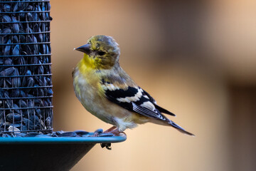 Close up of an American goldfinch (Spinus tristis) in winter plumaged perched on a feeder looking...