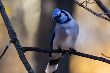 Close up of a Blue jay (Cyanocitta cristata) perched on a tree branch with a colorful autumn background in Wisconsin.