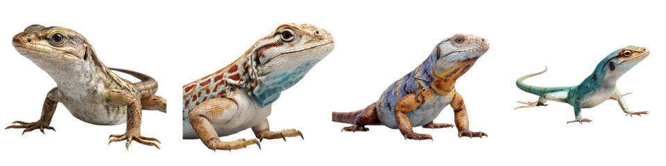 Obraz premium Vibrant collection of lizards showcasing diverse scales, capturing the essence of wildlife and reptile beauty, perfect for nature enthusiasts and educational purposes