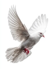 Obraz premium a free flying white dove isolated on a white background ai