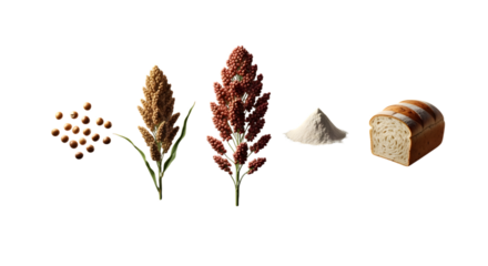 Sorghum grain, flour, and bread isolated on transparent background, a glutenfree option