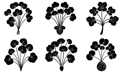 Elegant botanical illustrations featuring whimsical pennywort plants, perfect for adding a touch of natural charm to your designs with these vector graphics