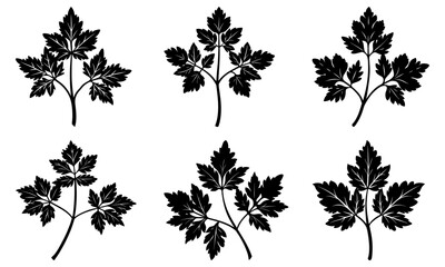 Delicate parsley sprigs for culinary designs, aromatic cooking herbs, fresh garden flavors, restaurant menus and delightful food illustrations