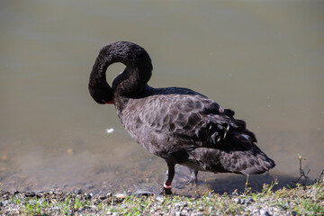 Fototapeta premium Black swan swimming in the lake. (Cygnus atratus)
