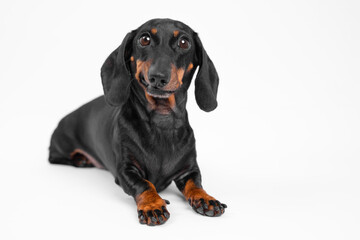 A cute black and tan dachshund lies against a white background, grinning playfully or making funny faces at the camera. Perfect for pet-themed projects and designs.