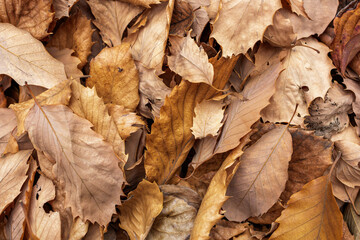 Array of dry, rigid brown leaves carpets ground. Varying hues, shapes and stages of decomposition, scene evokes seasonal warmth, nature, and a sense of fall's tranquility.