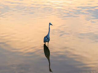 Fototapeta premium Gray heron,Wildlife in natural habitat in sunset