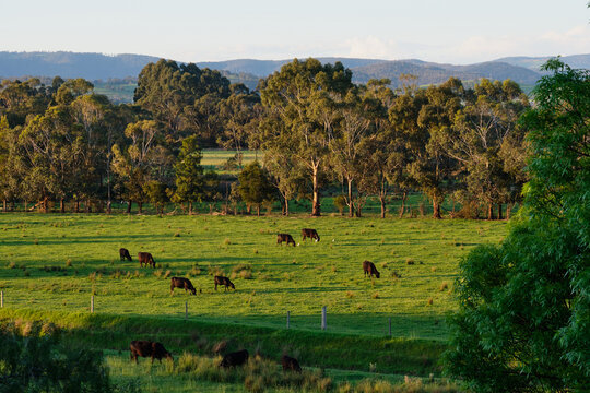 Grazing cattle on green pastures - Yering, Victoria, Australia