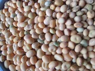 The best soybeans from this year's harvest can be used for superior seeds or for personal consumption.