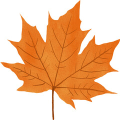 Autumn banner with orange leaves. Colorful autumn set of leaves, mashrooms and acorns. Vector illustration clipart leaves set autumn on white background isolated, vector plie of colorful leaves