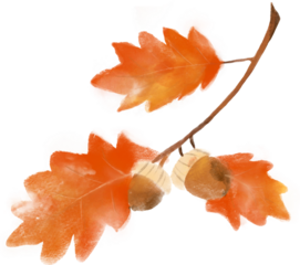 Autumn banner with orange leaves. Colorful autumn set of leaves, mashrooms and acorns. Vector illustration clipart leaves set autumn on white background isolated, vector plie of colorful leaves