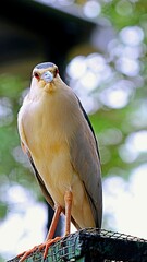 Close up of Black-Crowned Night Heron in Bird Park
