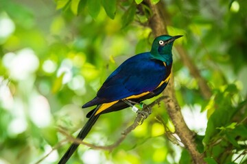 Obraz premium Vibrant Bird of Paradise Perched and Calling