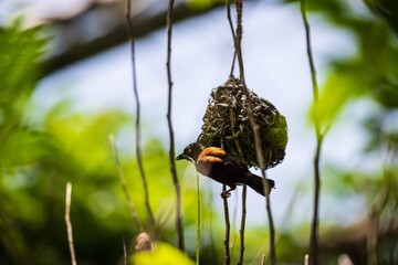 Weaver Bird Working on a Hanging Nest Amidst Bright Green Foliage