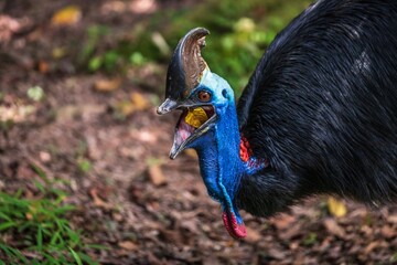 Close-up of a Southern Cassowary Calling with Open Beak