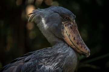 Intense Portrait of a Shoebill Stork