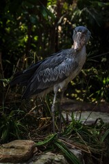 Shoebill Stork Standing Guard in the Jungle Swamp