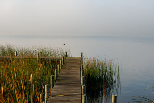 Jetty and long grass on Goolwa lake, Australia