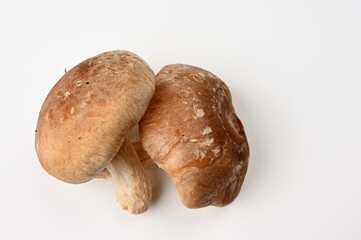 新鮮なしいたけ04