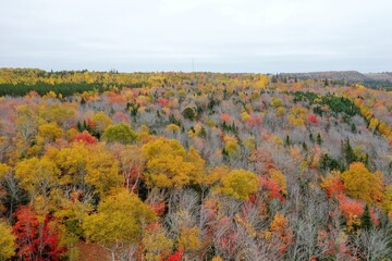 Aerial view of colorful autumn forest of Prince Edward Island Canada. High quality 4k footage
