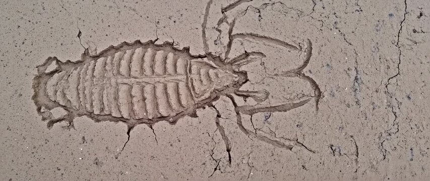 Fossilized Impressions: A Textured Journey Through Ancient Terrestrial Arthropods Remains in Stone