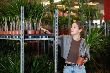 Female landscape interior designer gets acquainted with assortment of flower shop warehouse, choose plants to create landscaping project, select and buy dracaena potted indoor palm tree. © JackF