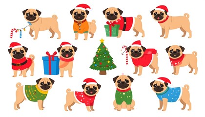 Obraz premium Pug dogs in Christmas attire