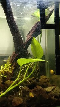 Beautiful Molly Fish In the Mini Tank Aquarium