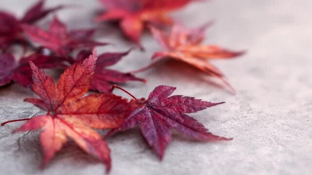 Close-up of vibrant, fallen maple leaves in hues of red, orange, and purple against a grey surface