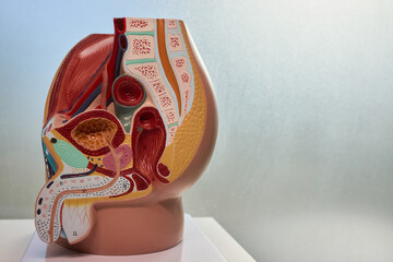 Anatomical Model of Human Respiratory and Digestive Systems for education and demonstrations