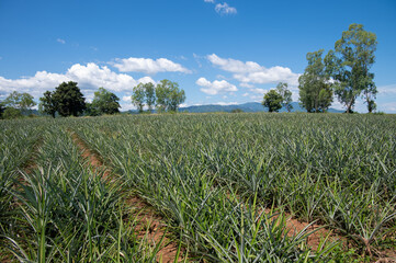 Scenery view of pineapples plantation field in rural Thailand. Pineapples are tropical fruits that are rich in vitamins, enzymes and antioxidants. They may help boost the immune system.