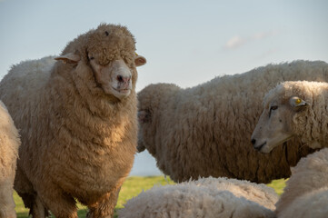 A fat chubby Sheep living in farm. Sheep is a farm animal with thick wool that eats grass and is kept for its wool, skin, and meat.