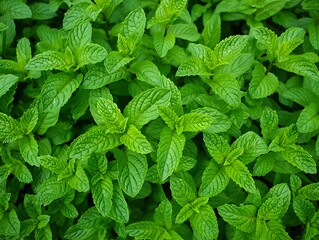 Fresh green mint leaves background texture