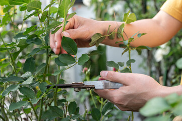 Gardener trying to cut a branch of rose for propagate a new plant or for pruning a dying or weak section of the plant. New leaves and roots typically appear within a few weeks.