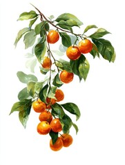 a branch with clusters of bright orange citrus fruits and lush leaves vivid against a white background