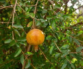 A pomegranate grows in a Moroccan plantation, close-up.
