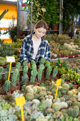 Indoor and outdoor design using plants, growing flowers as hobby, vegetation in interior solutions. Girl works as auxiliary worker in plant store warehouse, review cactus seedling © JackF