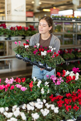 Indoor and outdoor design using plants, growing flowers as hobby, vegetation in interior solutions. Girl works as auxiliary worker in plant store warehouse, review cyclamen .. . © JackF