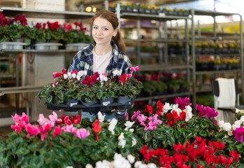 Indoor and outdoor design using plants, growing flowers as hobby, vegetation in interior solutions. Girl works as auxiliary worker in plant store warehouse, review cyclamen .. . © JackF