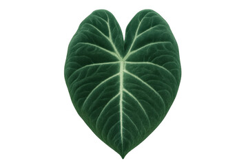 Fototapeta premium Alocasia corazon leaf showing heart shape and prominent white veins on transparent background