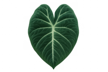 Alocasia corazon leaf showing heart shape and prominent white veins on transparent background