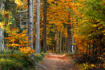Colorful trees and a hiking trail winding through a deep autumn forest creating a natural background with warm seasonal atmosphere