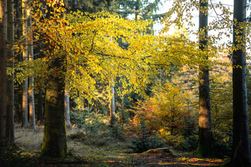 Autumn in the Bavarian Forest with colorful trees and scenic mountain landscape showing vibrant foliage and peaceful natural beauty