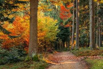 Deep autumn forest with hiking trail and colorful trees natural background filled with vibrant foliage peace and seasonal beauty