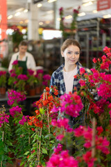 Indoor and outdoor design using plants, growing flowers as hobby, vegetation in interior solutions. Girl works as auxiliary worker in plant store warehouse, review bougainvillea seedling © JackF