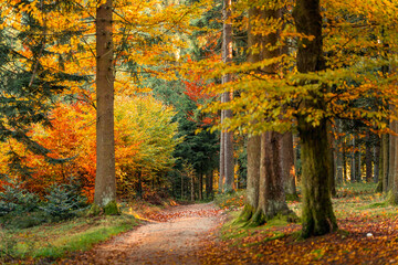 Colorful autumn forest with hiking path surrounded by trees and foliage creating a scenic natural background full of seasonal charm