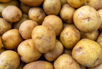 Agriculture and harvesting in farm. Potato crop. Farming harvest background. Organic potato vegetable harvest. Potato crop harvest in farm. Harvested potato. Crop harvest